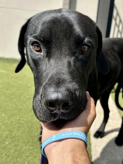 A young extra large-sized male Black Mixed Breed dog named Pocket Change for adoption in Wichita, KS