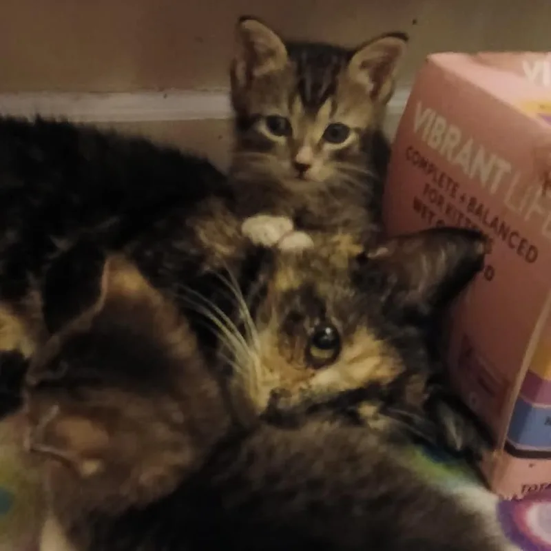 Fat Momma thumbnail 2