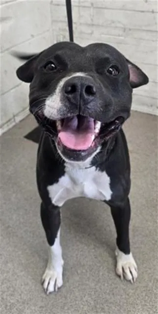 An adult large-sized male Pit Bull Terrier dog named Wesley for adoption in San Bernardino, CA