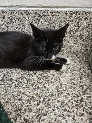 An adult medium-sized female Domestic Short Hair cat named Deanna for adoption in Westland, MI