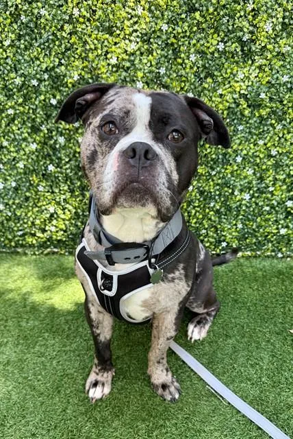 A young medium-sized male Pit Bull Terrier dog named Cocacola for adoption in Naples, FL