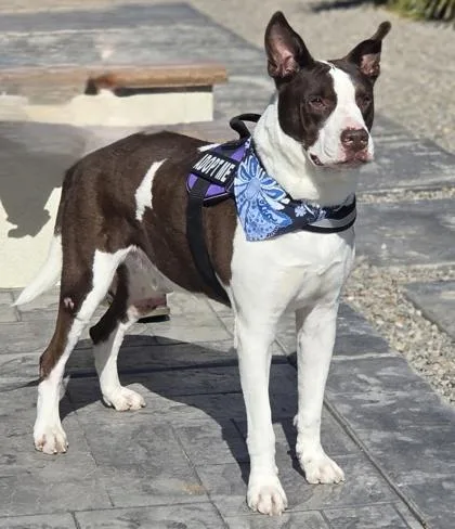 An adult medium-sized male Brown / Chocolate Shepherd dog named Capitan for adoption in El Paso, TX