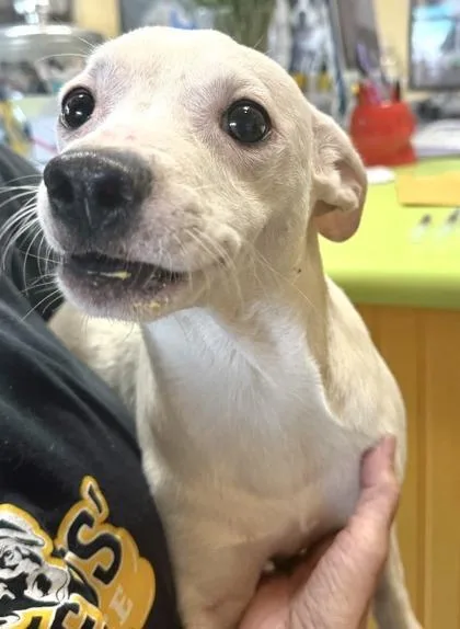 A young small-sized male Terrier dog named Pipsqueak for adoption in New Orleans, LA