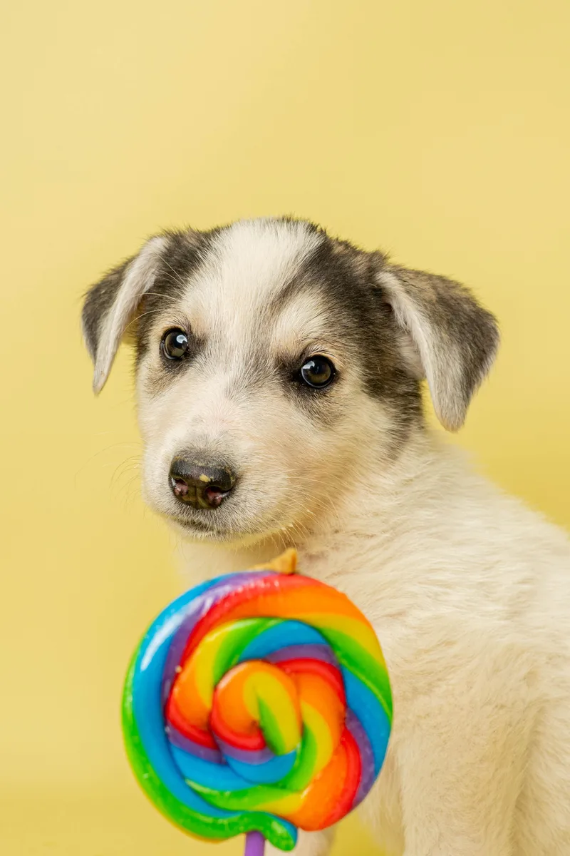 A baby large-sized female White / Cream Mixed Breed dog named Suzy Sprinkles for adoption in Rock Springs, WY
