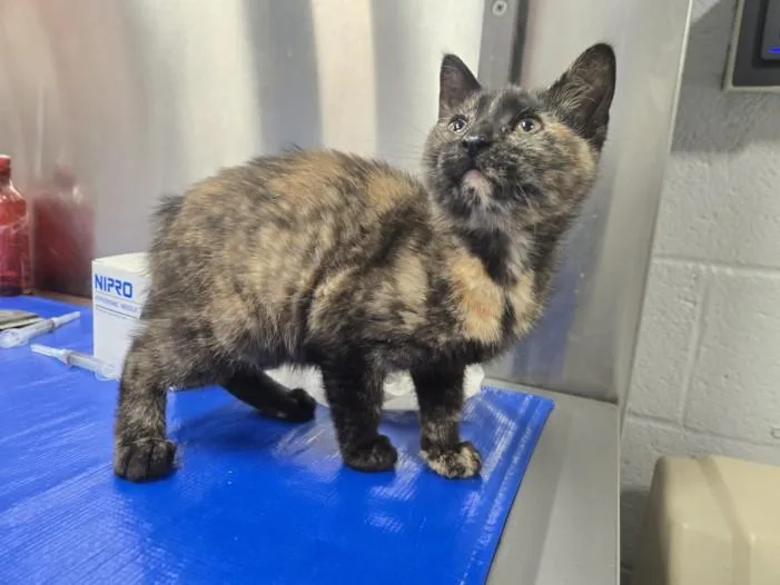A baby small-sized female Domestic Short Hair cat named Babs for adoption in Hagerstown, MD