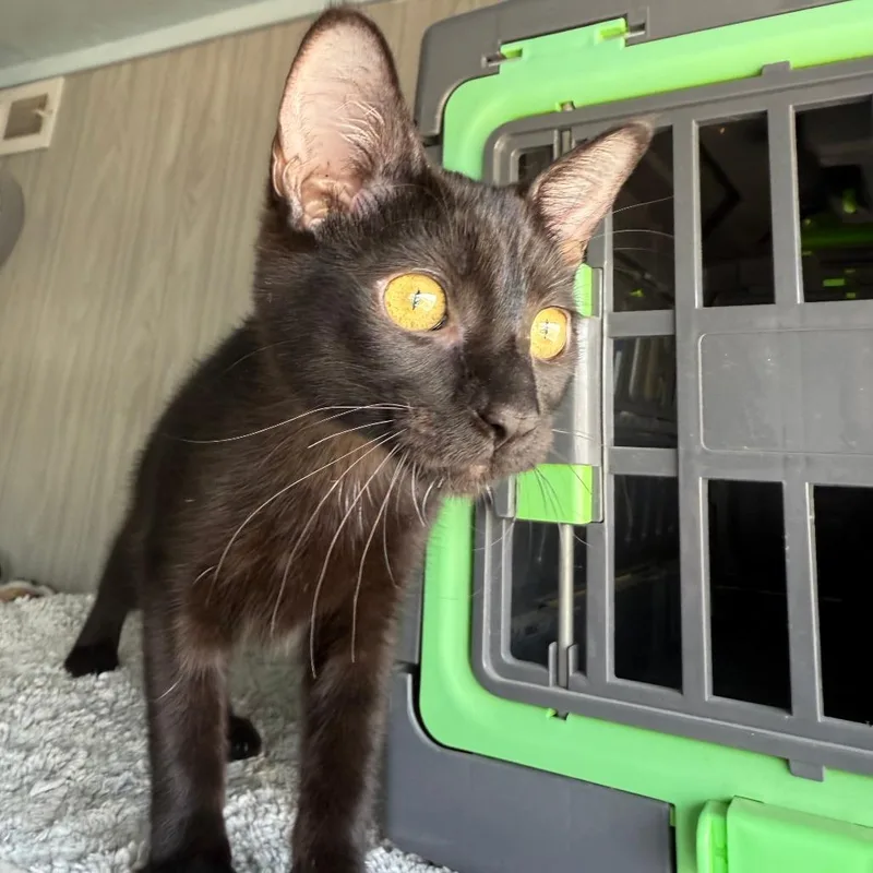 A baby small-sized female Black Domestic Short Hair cat named Joan for adoption in Casa Grande, AZ