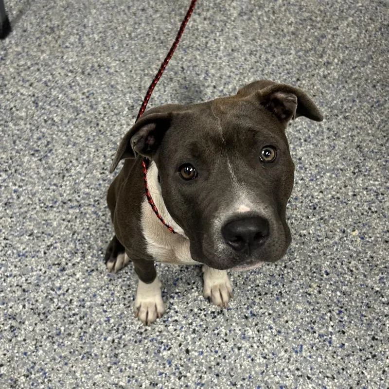 A young medium-sized female Gray / Blue / Silver Mixed Breed dog named Journey for adoption in Greenville, SC