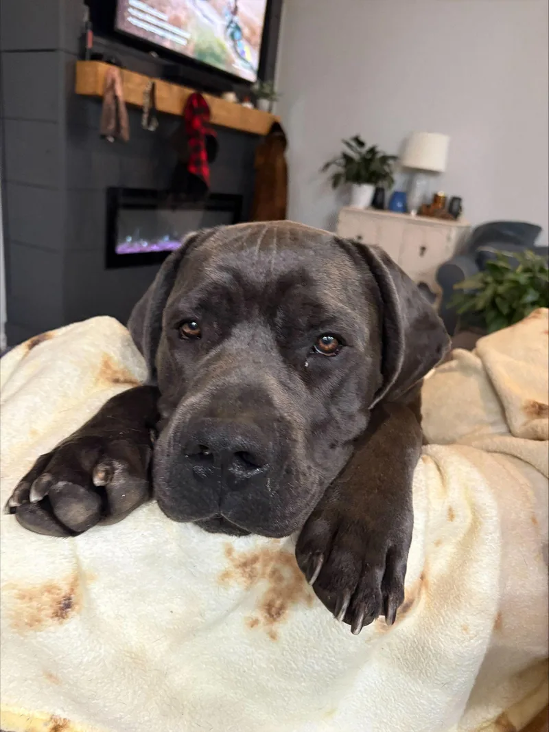 A young large-sized male Cane Corso dog named Bane for adoption in Duluth, GA