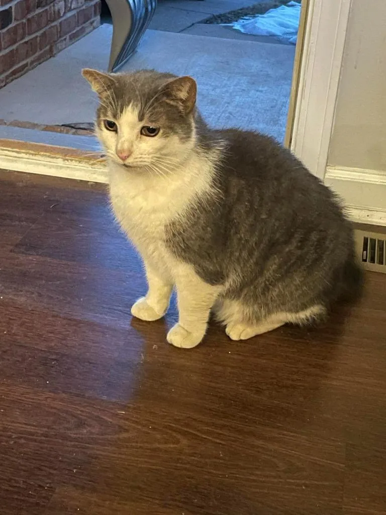 An adult medium-sized male Domestic Short Hair cat named Muffin Man for adoption in Bloomington, IN