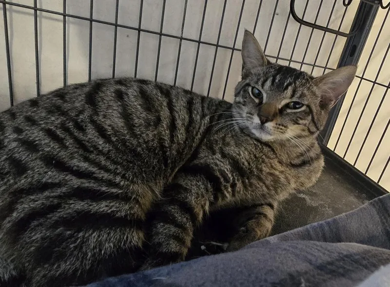 An adult medium-sized male Domestic Short Hair cat named Dirk for adoption in Dickson, TN