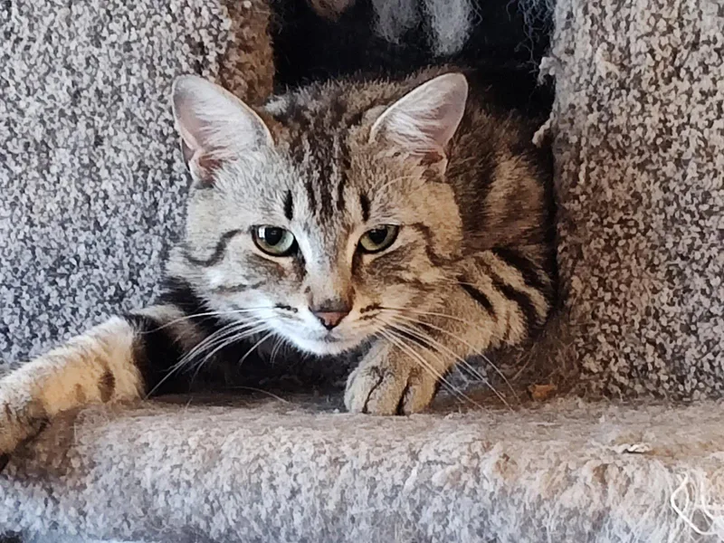 A young medium-sized male Domestic Short Hair cat named Anchovy for adoption in Camden, SC