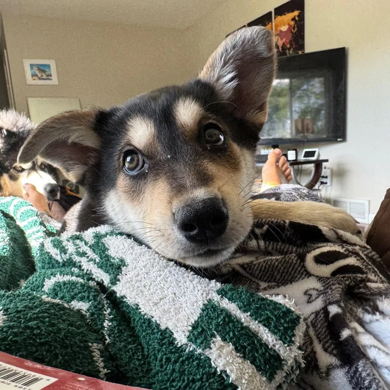 Rocco thumbnail 3