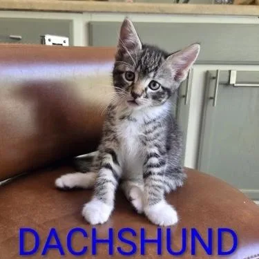 A baby small-sized male Tabby (Gray / Blue / Silver) Domestic Short Hair cat named Dachshund for adoption in Bentonville, AR