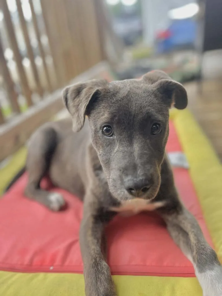 A baby large-sized female Terrier dog named Saphira for adoption in Blountville, TN