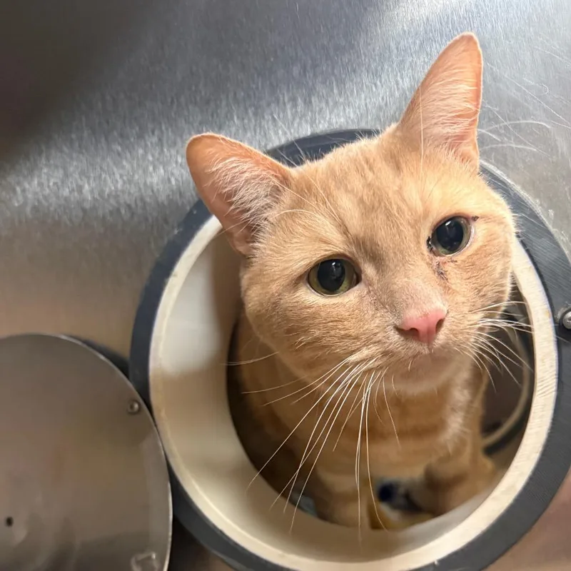 An adult large-sized male Orange / Red Domestic Short Hair cat named Opossum  Gentle Lap for adoption in Flagstaff, AZ