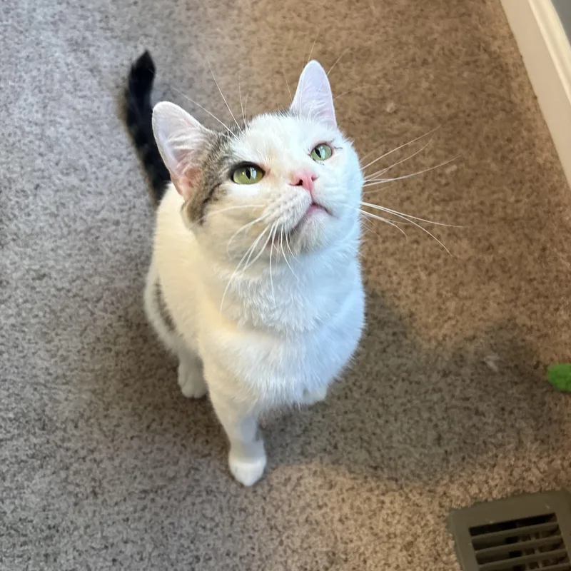 An adult medium-sized male White Domestic Short Hair cat named Jerry for adoption in Chesapeake Beach, MD