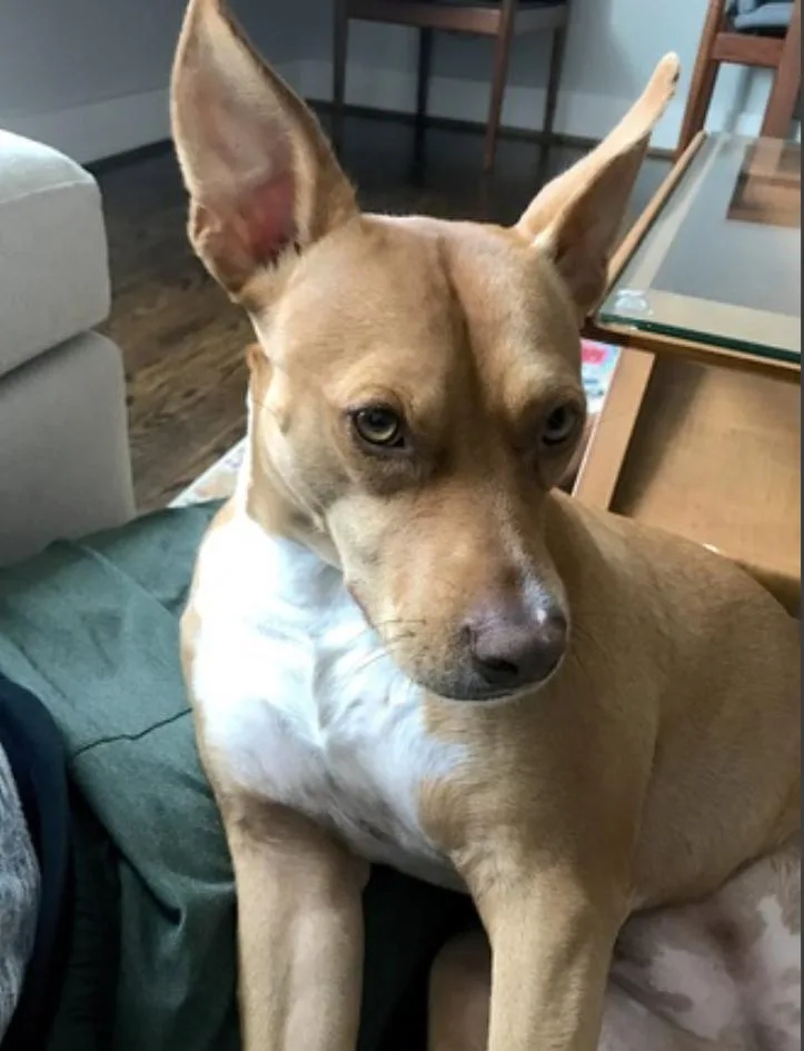 An adult medium-sized female Golden American Staffordshire Terrier dog named Jasmine for adoption in Amherst, MA