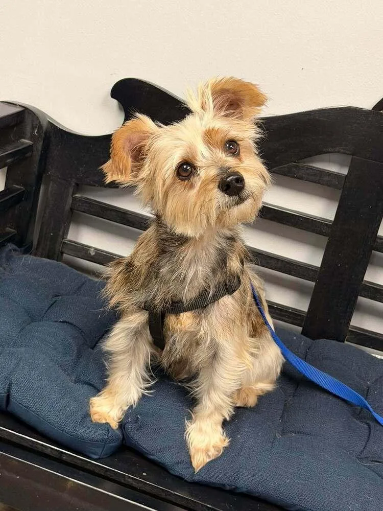 An adult small-sized female Brown / Chocolate Yorkshire Terrier dog named Wednesday for adoption in Mishawaka, IN