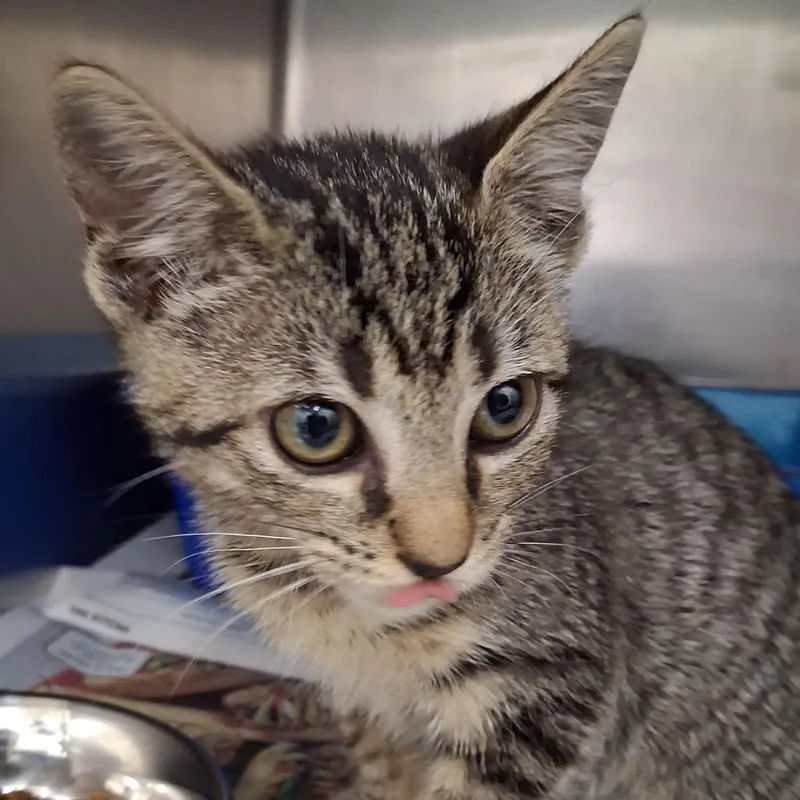 A baby small-sized female Brown / Chocolate Domestic Short Hair cat named Rue for adoption in Auburn, AL