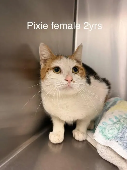 An adult medium-sized female Calico Domestic Short Hair cat named Pixie for adoption in Amherst, VA