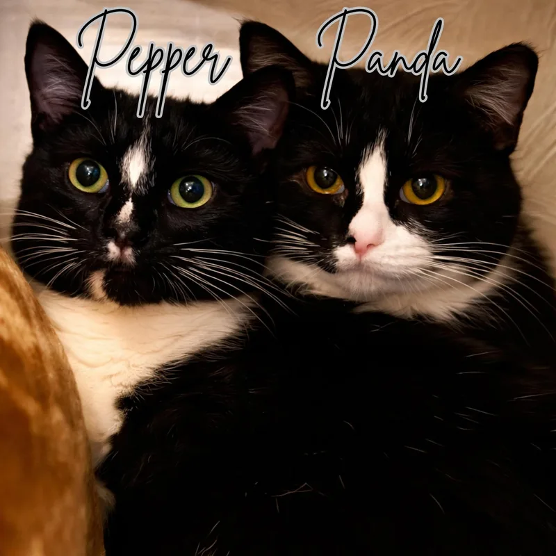 A young medium-sized female Black & White / Tuxedo Domestic Short Hair cat named Panda & Pepper for adoption in West Mifflin, PA