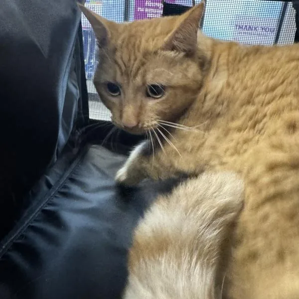 An adult medium-sized male Domestic Short Hair cat named Sam for adoption in Des Moines, IA