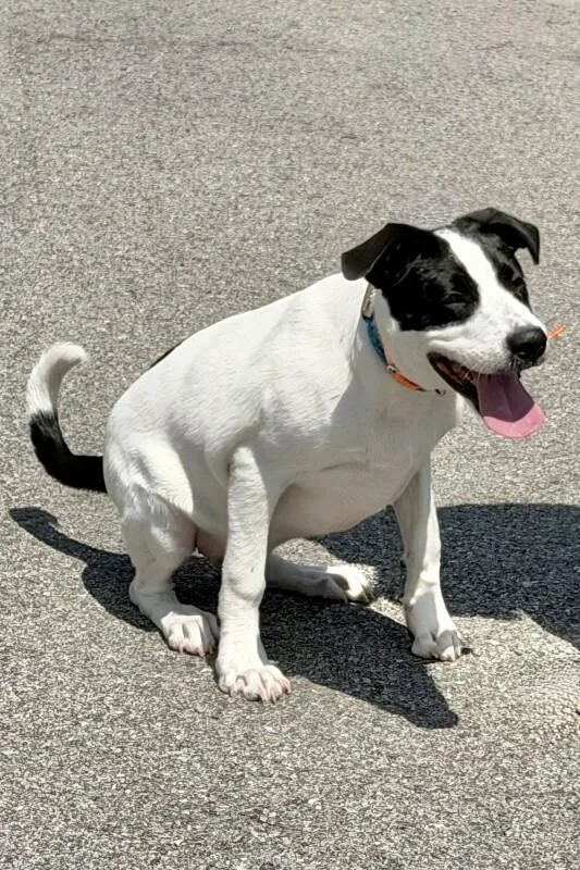 Domino
