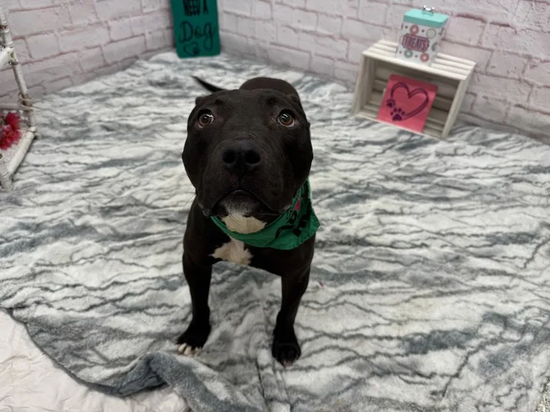 A young medium-sized male Mixed Breed dog named Brophy for adoption in Detroit, MI