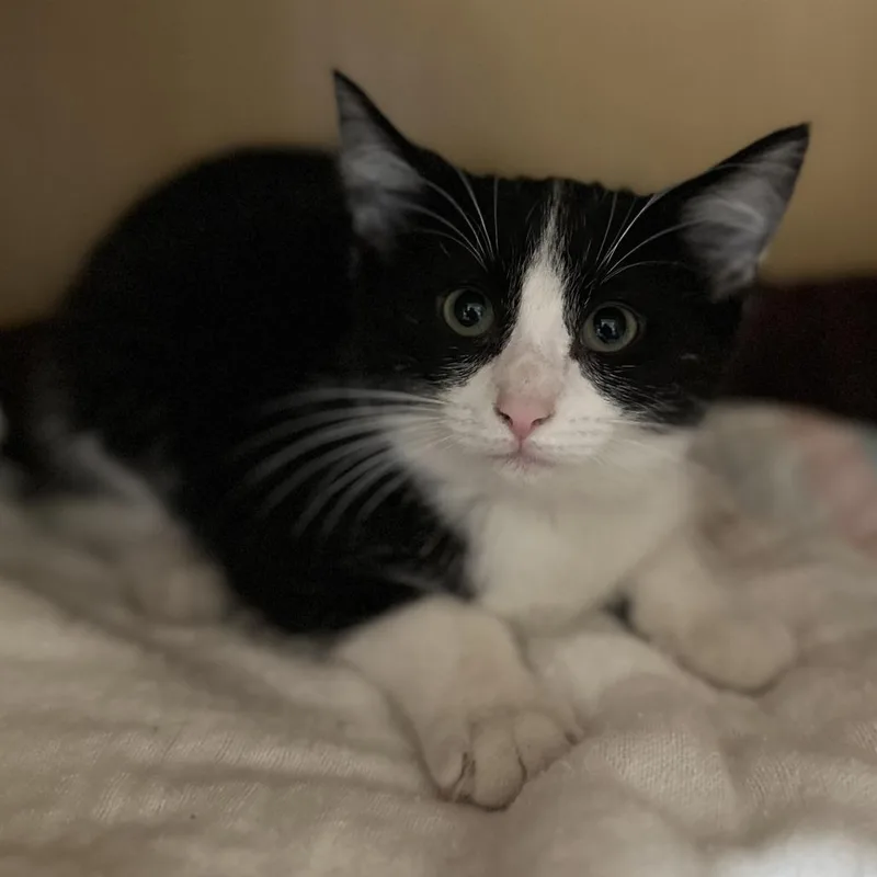 A baby small-sized female Black Domestic Short Hair cat named EarTip for adoption in Washington Township, OH