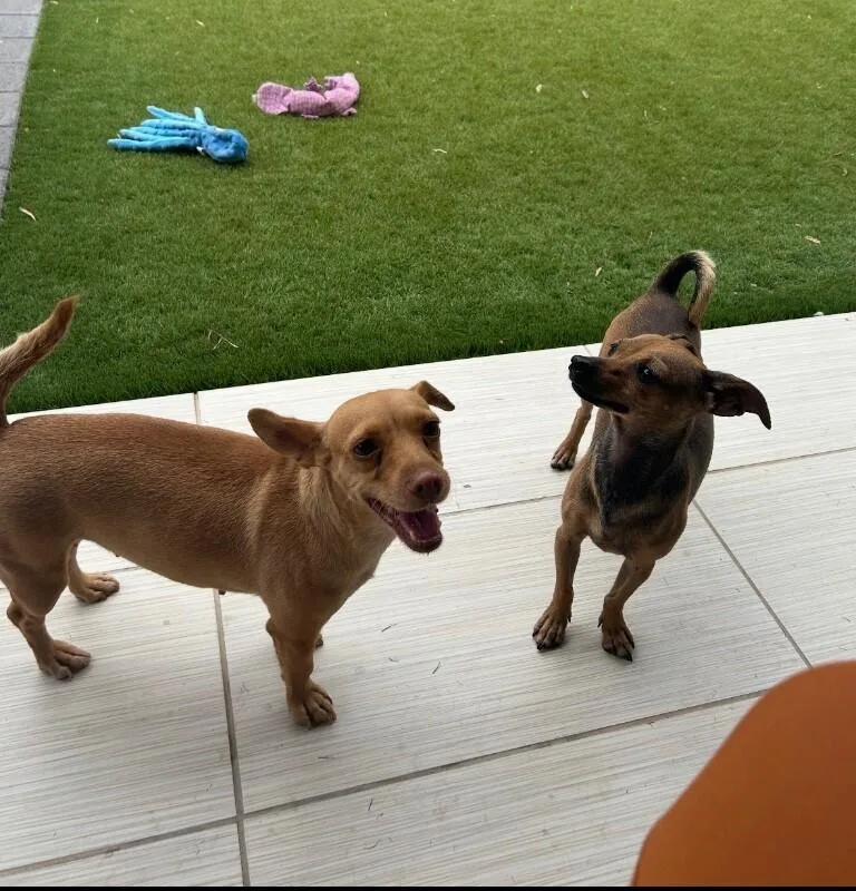 A young small-sized female Yellow / Tan / Blond / Fawn Chihuahua dog named Daisy for adoption in Anthem, AZ