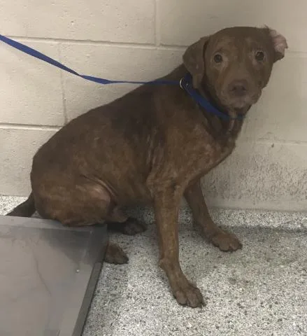 An adult medium-sized male Pit Bull Terrier dog named Strudel for adoption in Conroe, TX