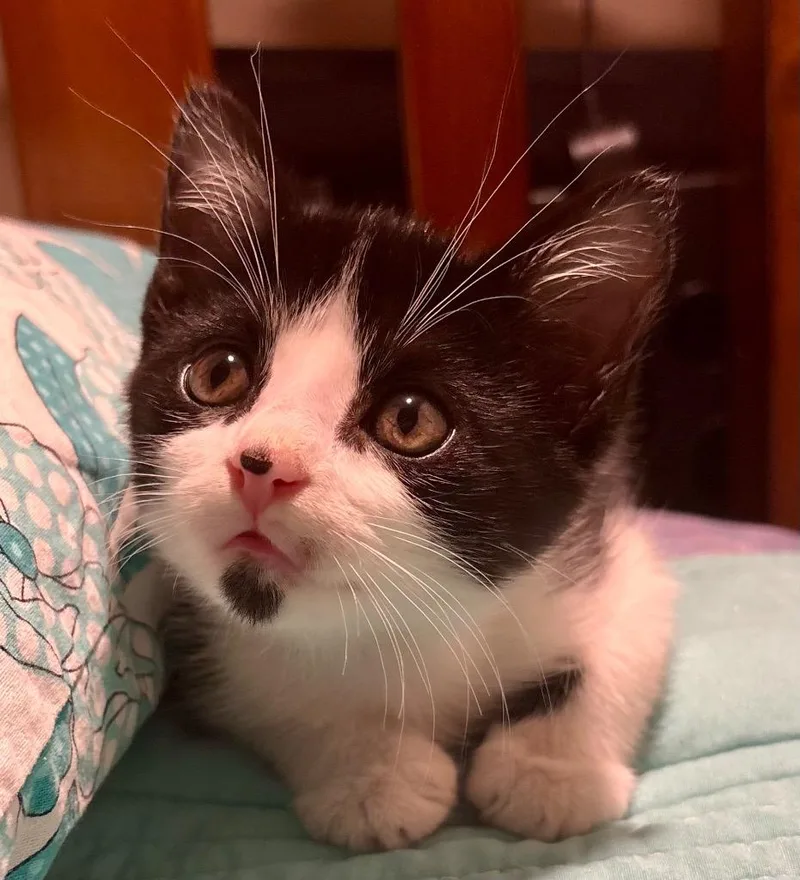 A baby small-sized male Domestic Short Hair cat named Simon for adoption in Claremore, OK
