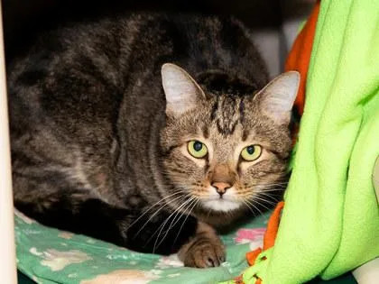An adult small-sized male Domestic Short Hair cat named Leo for adoption in Longmont, CO