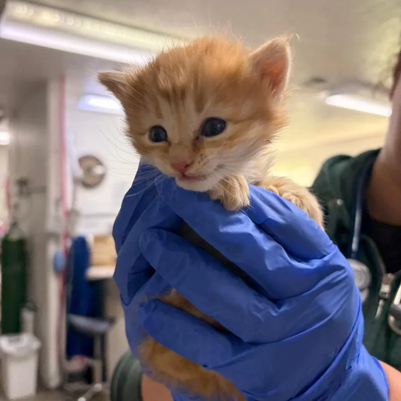A baby small-sized male Orange / Red Domestic Long Hair cat named June for adoption in Spokane, WA