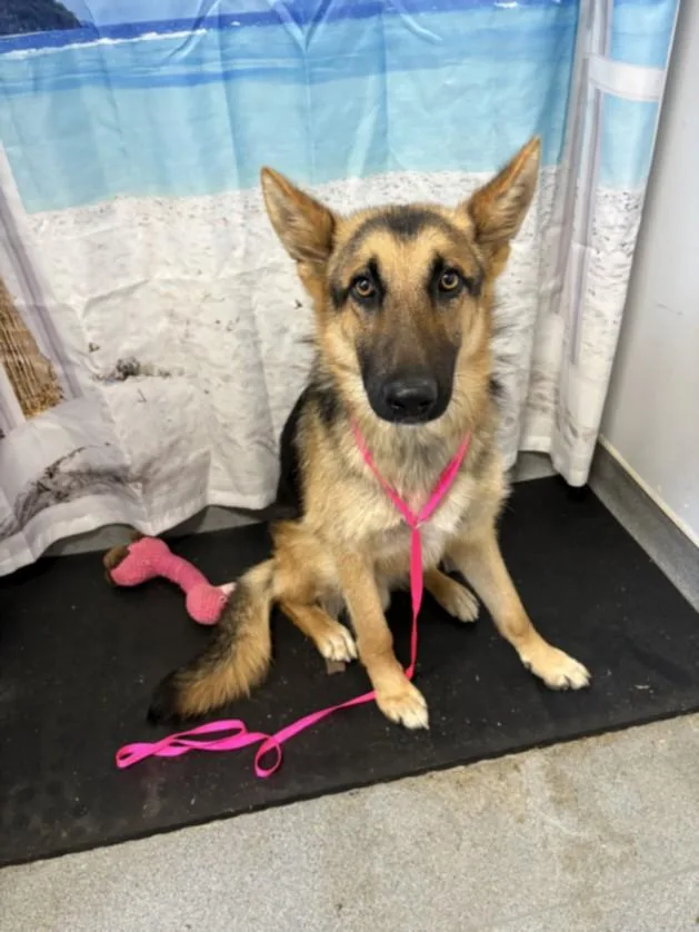 An adult large-sized male German Shepherd Dog dog named A for adoption in Olivehurst, CA