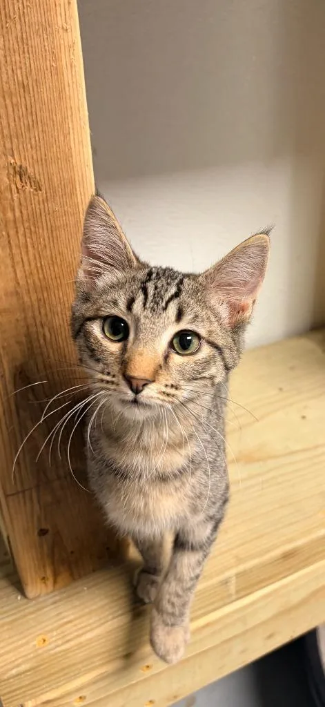 A baby medium-sized female Domestic Short Hair cat named Bree for adoption in Batesville, AR