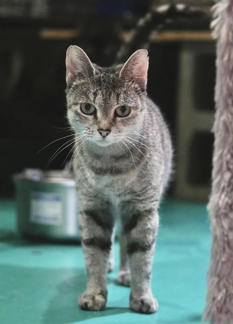 An adult medium-sized female Domestic Short Hair cat named Fossie for adoption in Havertown, PA