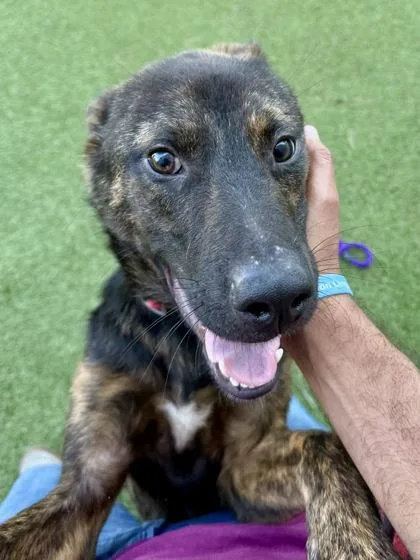 A young large-sized male Black Mixed Breed dog named Froyo for adoption in Wichita, KS