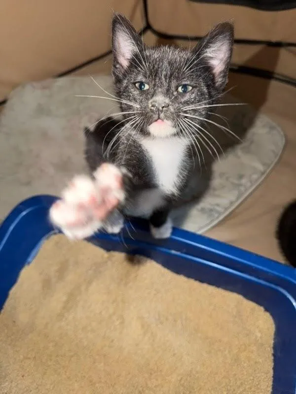 A baby small-sized male Domestic Short Hair cat named Kieran Wi for adoption in Peoria, IL