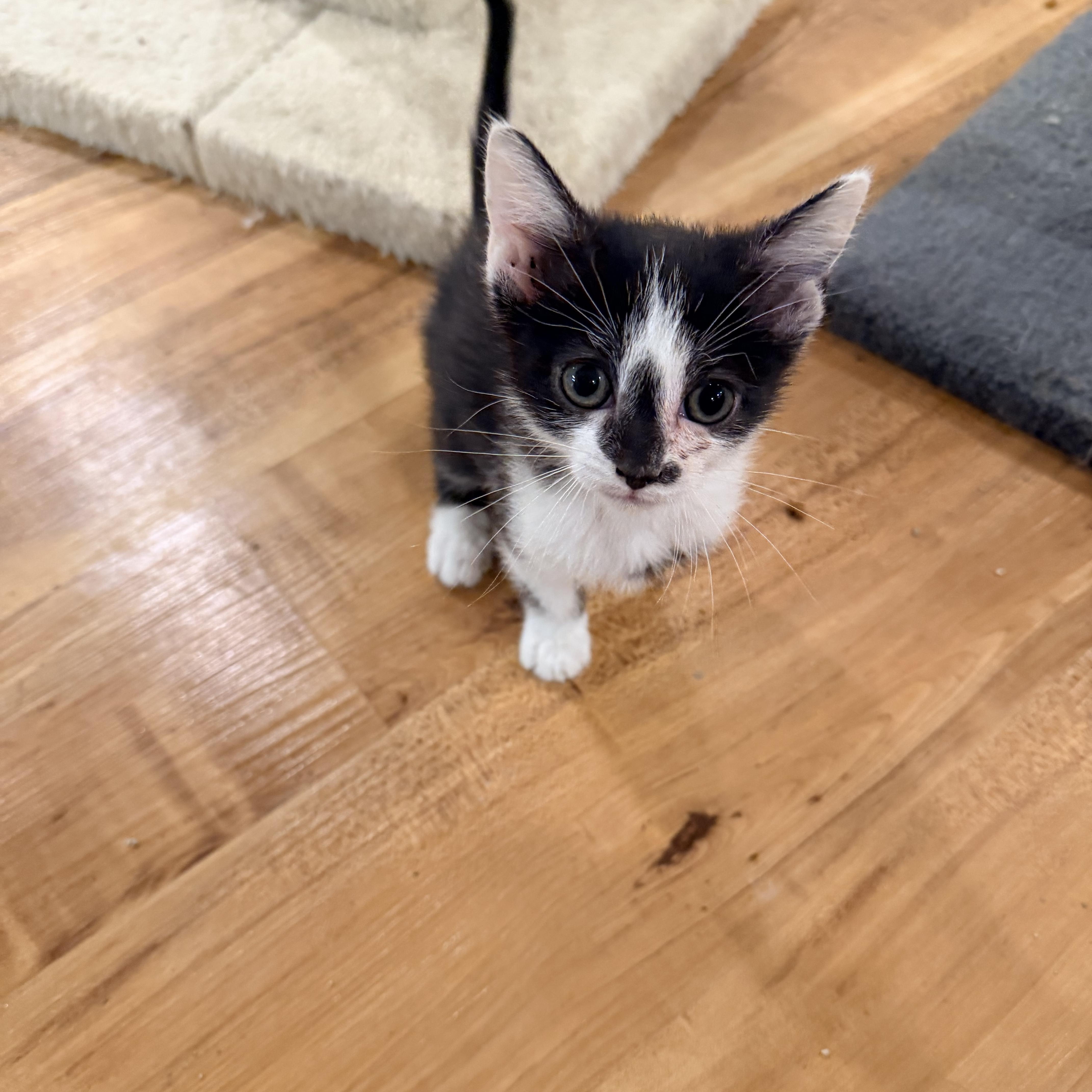 A baby medium-sized female Domestic Short Hair cat named Daisy for adoption in Crown Point, IN