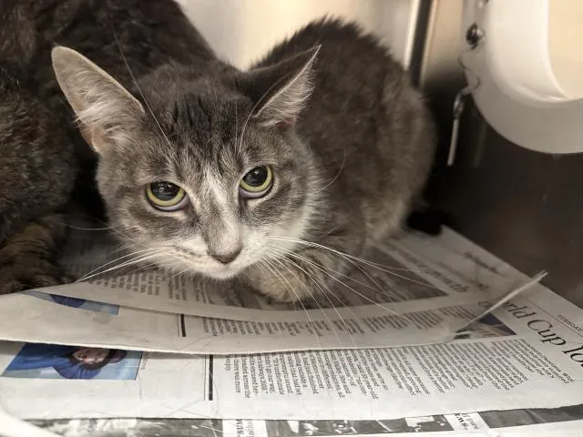 An adult small-sized female Domestic Short Hair cat named Poppy for adoption in Thousand Palms, CA