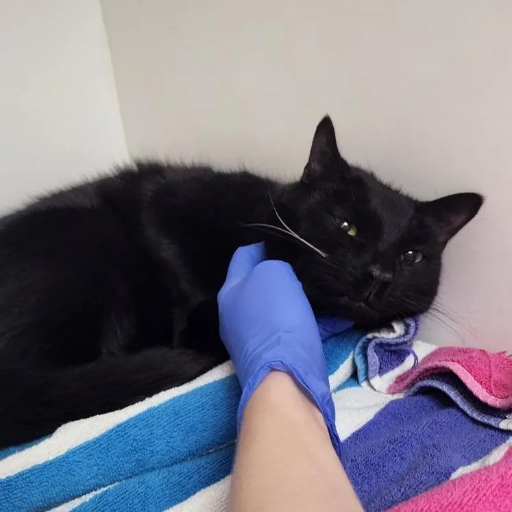 An adult medium-sized male Black Domestic Short Hair cat named Pickles for adoption in Philadelphia, PA