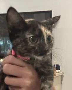 A baby small-sized female Domestic Short Hair cat named Watermelon Sugar for adoption in Dallas, TX