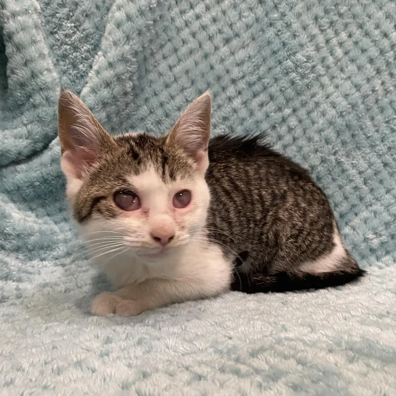 A baby small-sized female Brown / Chocolate Domestic Short Hair cat named Fairy Godmother for adoption in Washington Township, OH