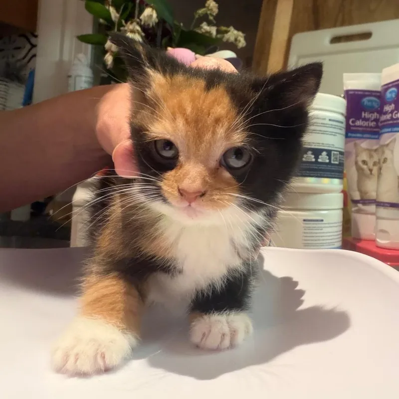 A baby small-sized female Calico Domestic Short Hair cat named Banshee for adoption in Silver Spring, MD