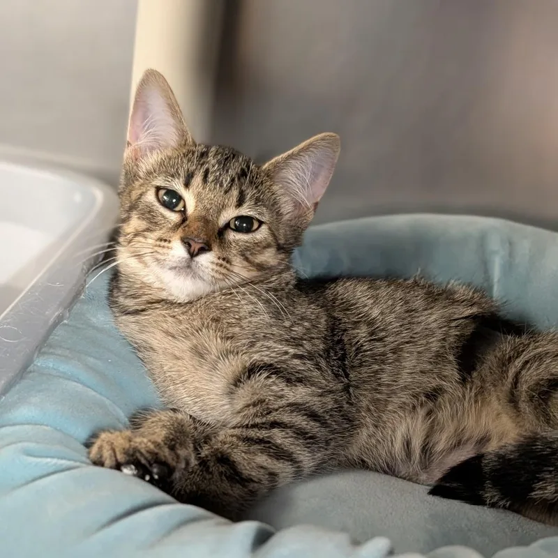 A baby medium-sized female Tabby (Brown / Chocolate) Domestic Short Hair cat named Marceline for adoption in Cape Girardeau, MO