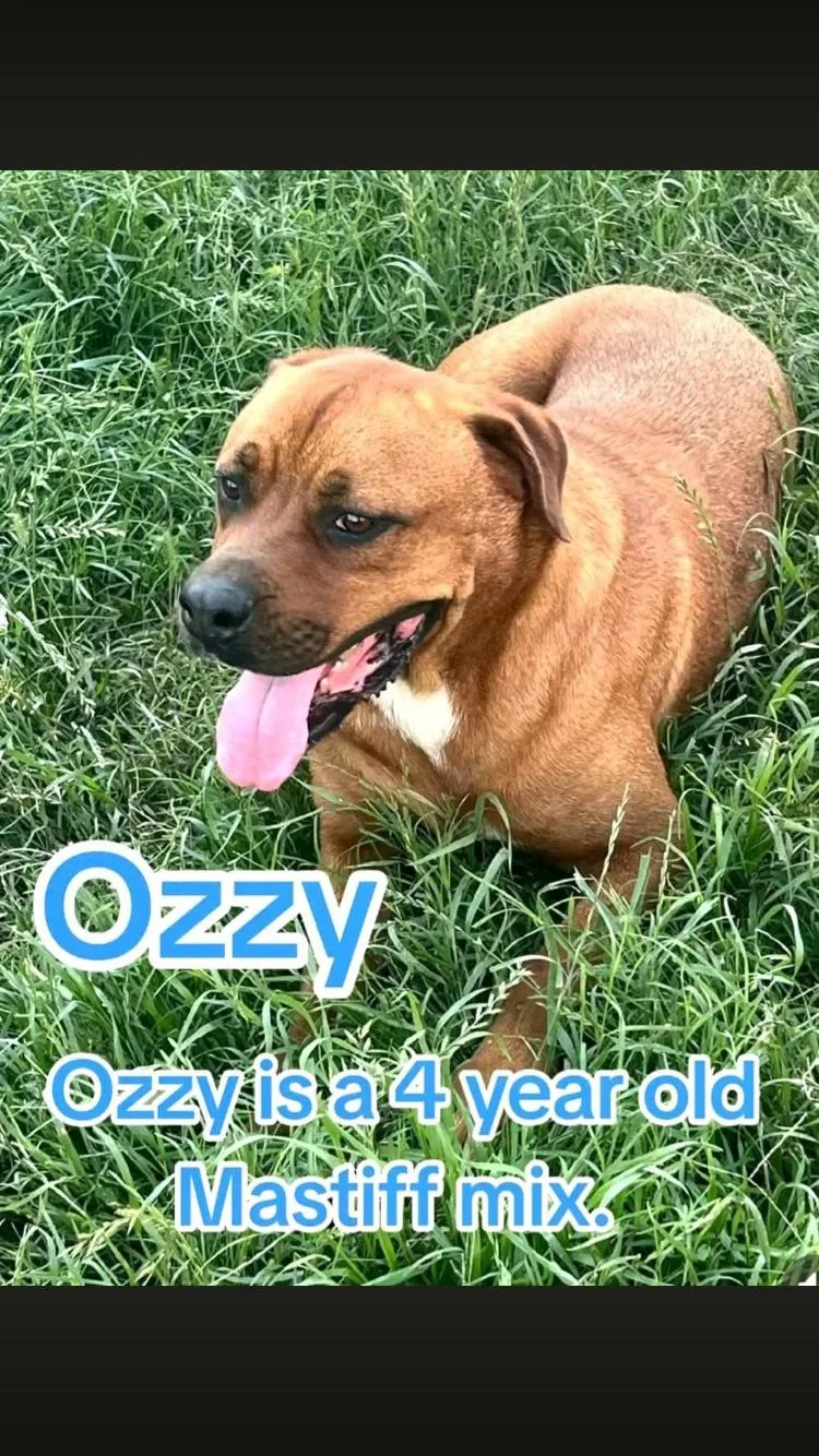 An adult large-sized male Brindle Mastiff dog named Ozzy for adoption in Paradise, TX