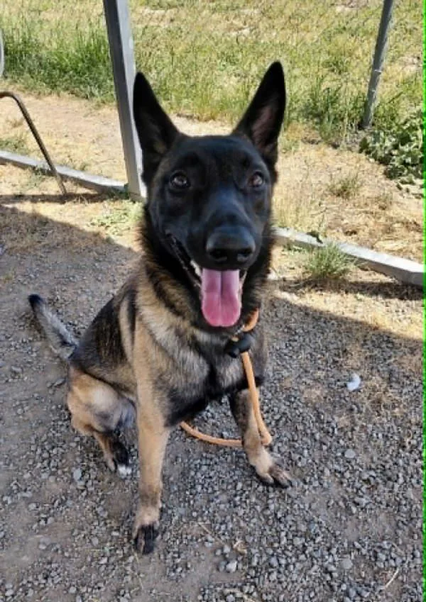 A young large-sized female Belgian Shepherd / Malinois dog named Haisley for adoption in McMinnville, OR