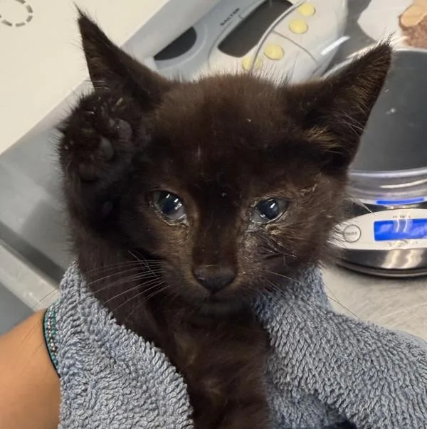 A baby small-sized female Domestic Short Hair cat named Peach for adoption in San Diego, CA