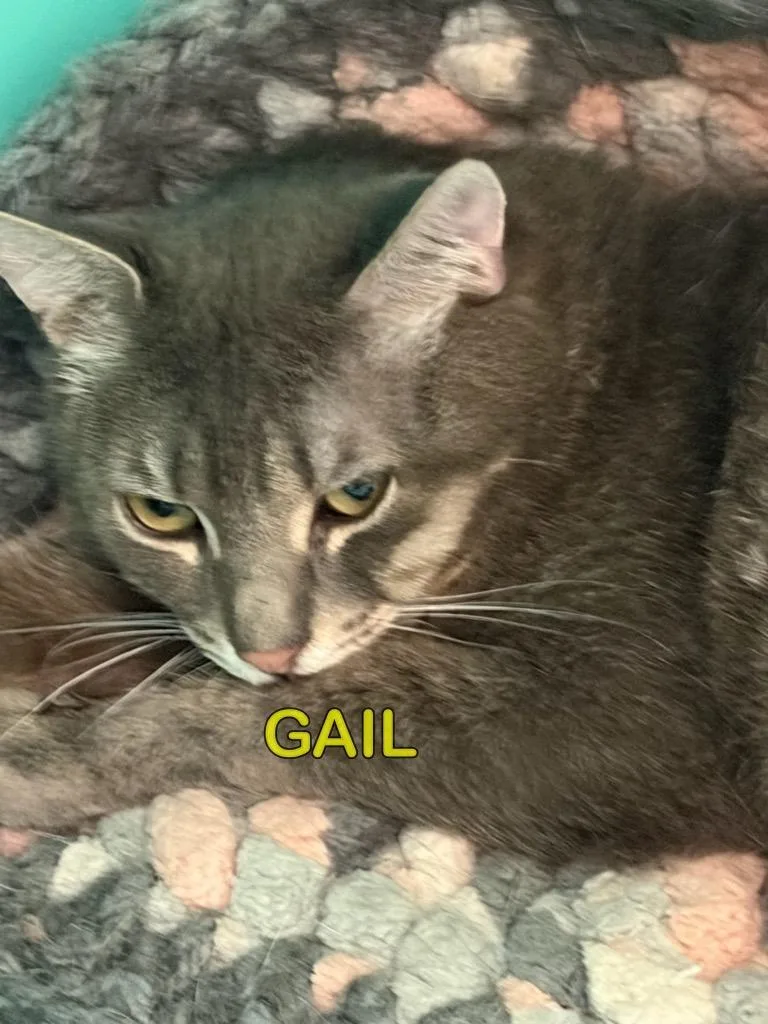 A young medium-sized female Domestic Short Hair cat named Gail for adoption in Plattsburgh, NY